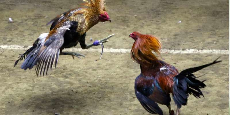 da-ga-789win-trai-nghiem-ca-cuoc-dinh-cao-voi-cac-tran-chien-ga-hap-dn-2709