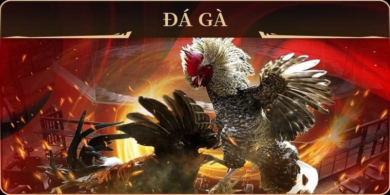 kham-pha-san-dau-ga-noi-hoi-tu-cua-truyen-thong-va-dam-me-3327