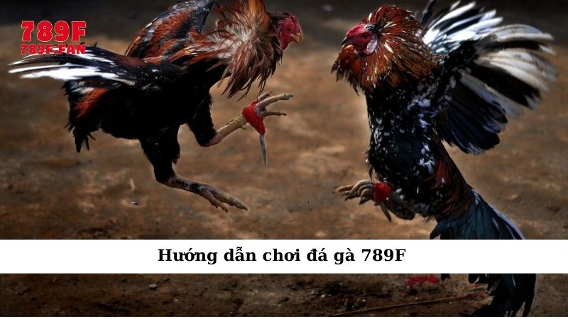 huong-dn-choi-da-ga-789f-tu-nhap-mon-tro-thanh-cao-thu-3679