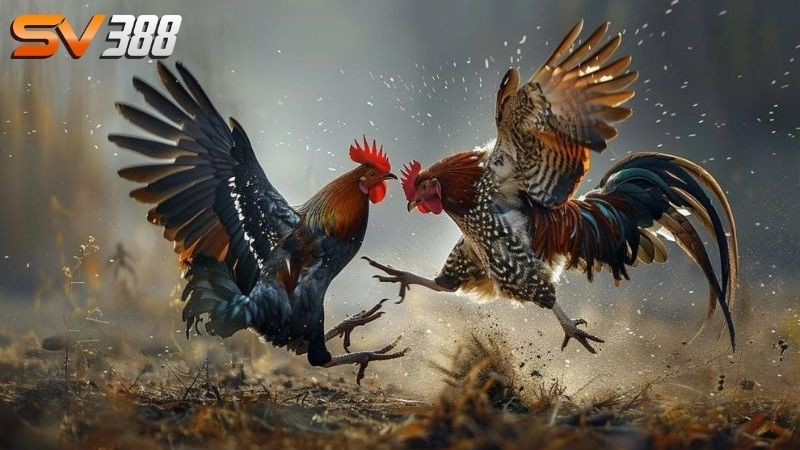 sv388-dang-ky-ca-cuoc-da-ga-thomo-truc-tiep-2025-nhanh-chong-3685