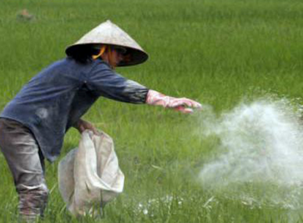 phan-bon-hoa-hoc-va-anh-huong-den-dat--cay-trong--con-nguoi-3854