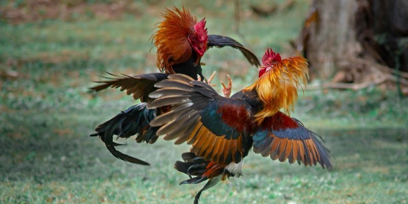 da-ga-sclub88-san-choi-hap-dn-ca-cuoc-an-toan-moi-ngay-3976