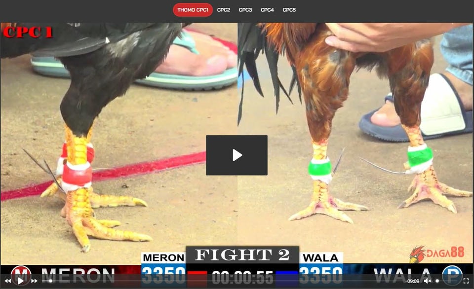 xem-da-ga-online-thomo-mien-phi-moi-ngay-tai-daga88-4201