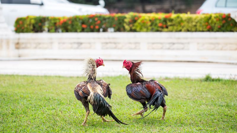 tuyet-chieu-choi-da-ga-bj88--luot-song-thi-truong-cua-sat-trung-lon-khong-ngo-4217