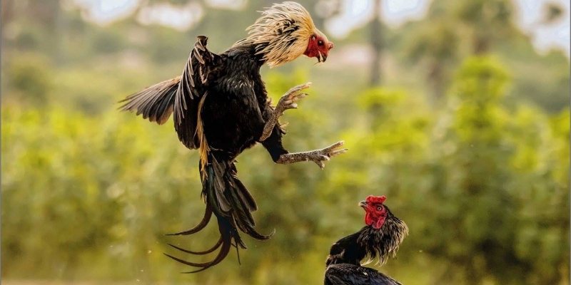 da-ga-kubet77--cuong-nhiet-tung-tran-chien-chay-bong-moi-nhip-tim-4287