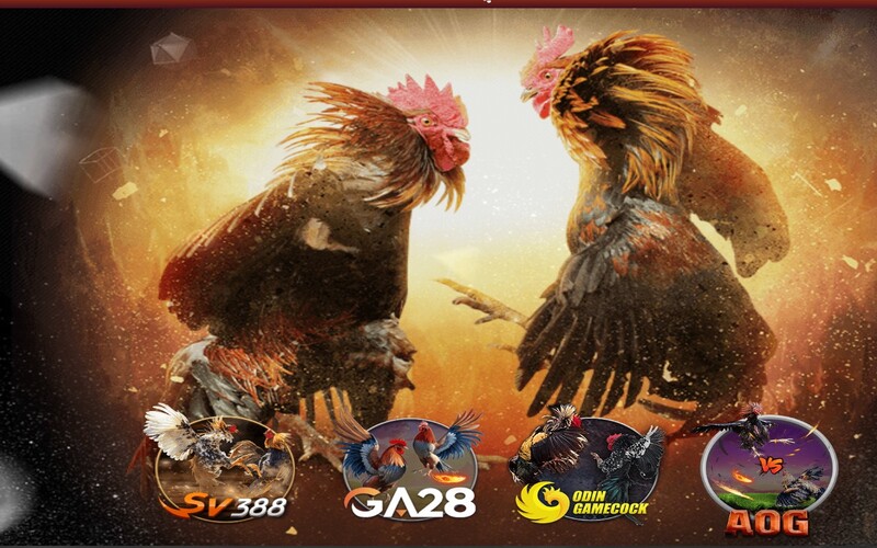 da-ga-truc-tuyen-ga6789--san-choi-hap-dn-cho-nguoi-dam-me-ga-chien-4347