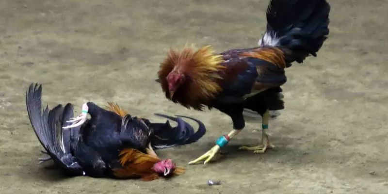 da-ga-cua-sat-ky-thuat-chien-thuat-va-ca-cuoc-chuan-4348