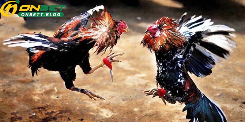 da-ga-onbet-tan-huong-su-man-nhan-cua-man-so-tai-dinh-cao-4383