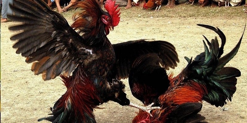 da-ga-58win--bung-no-cam-xuc-ruc-lua-tung-tran-dau-dinh-cao-4399