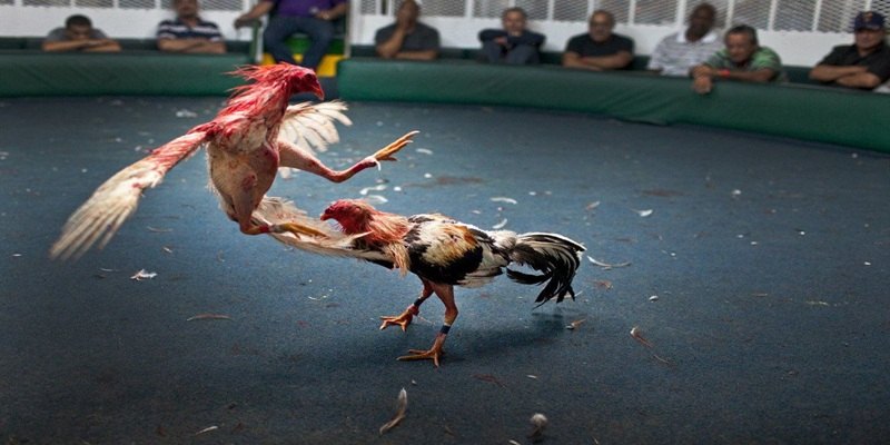 the-loai-cuoc-da-ga-sv388-da-dang-thong-tin-can-biet-4967