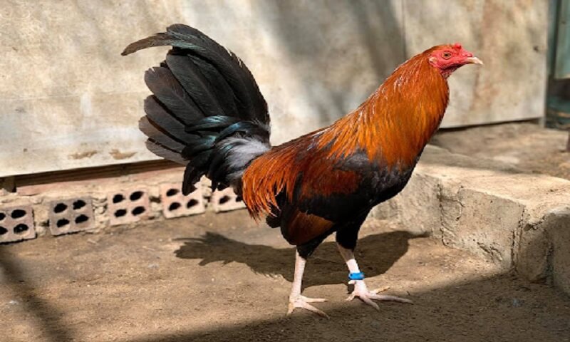 hinh-anh-hinh-anh-ga-da-cua-sat-noi-tieng-nhat-hien-nay-539-0